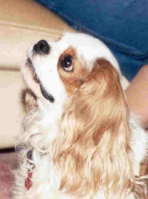 CavalierHealth.org Copyright © 2004 Blenheim Company