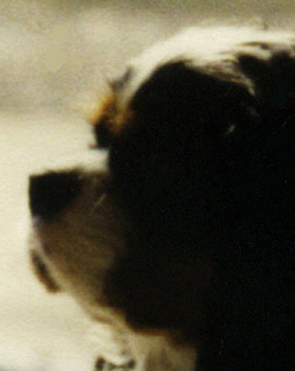CavalierHealth.org-profile