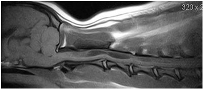 Example of good quality mini-MRI scan