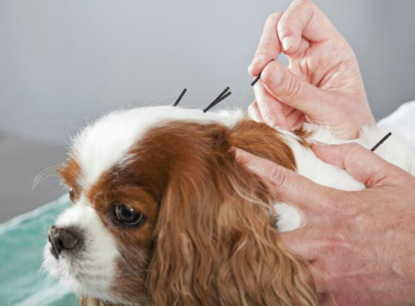 Acupuncture of Cavalier King Charles Spaniel