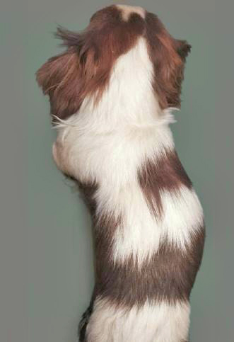 Cavalier with scoliosis