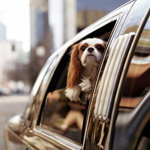 Cavalier in Town Car NYC