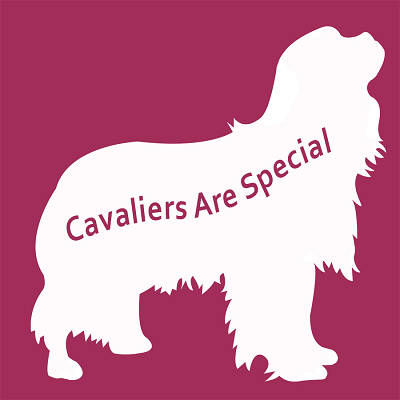 Cavaliers Are Special