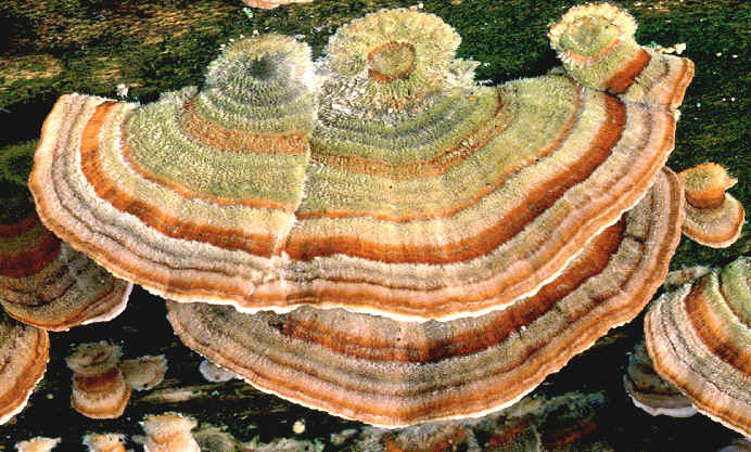Coriolus versicolor mushroom