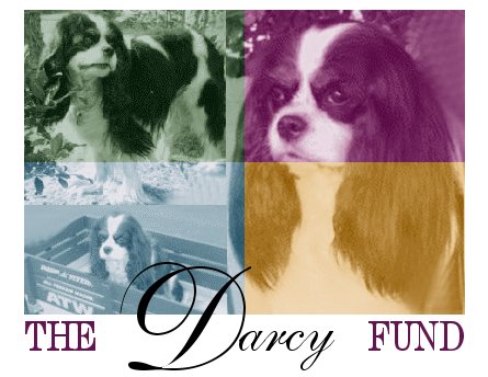 Contribute to The Darcy Fund!