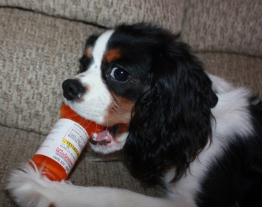 Cavalier with Prescription Bottle