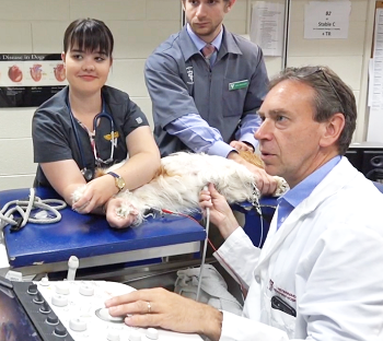 Echocardiographing a cavalier's heart