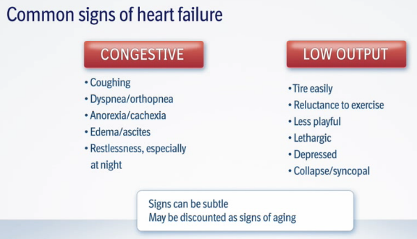 Clinical Signs of Heart Failure from MVD
