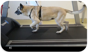 Dog on treadmill with heart monitor belt