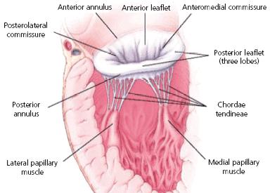 Mitral Valve Cross Section
