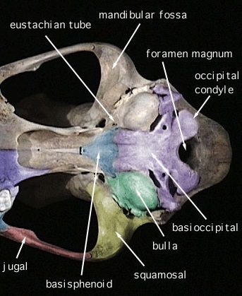 Spheno-occipital joint
