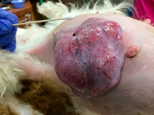 CKCS with mammary adenocarcinoma (mammary tumor); source  "Tails of a Shelter Vet"