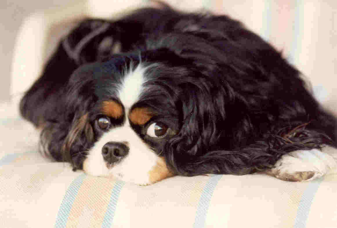 CavalierHealth.org Copyright 2004 Blenheim Company