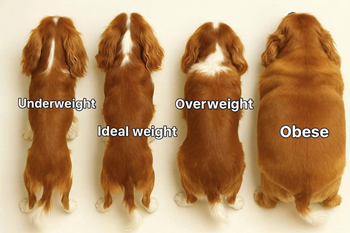 Body Condition Scoring of Cavaliers