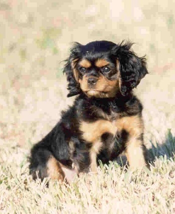 CavalierHealth.org Copyright 2004 Blenheim Company