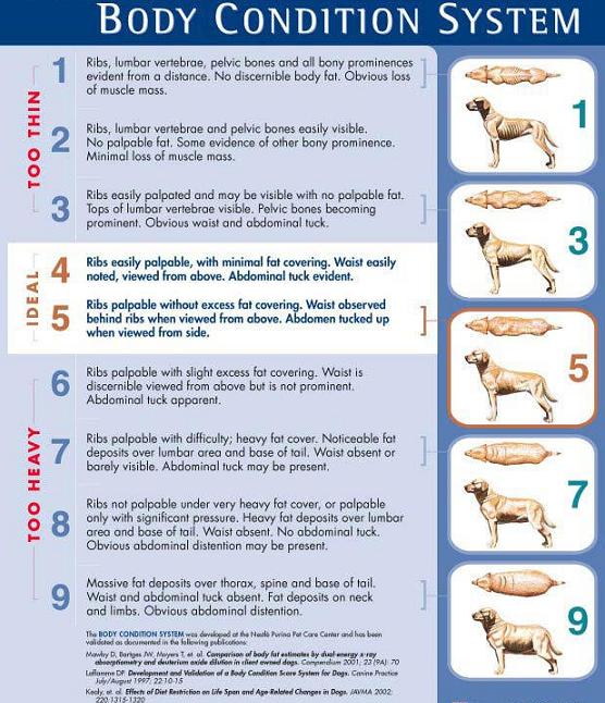 9 Point Dog Body Condition Scoring Chart
