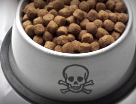 Kibble is poison to cavaliers!